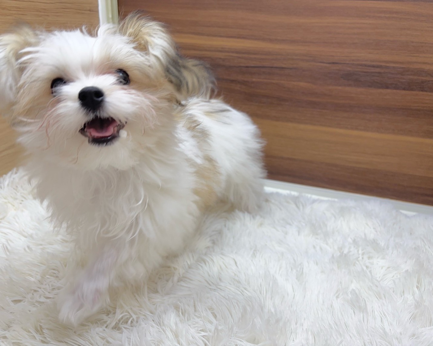 群馬県のハーフ犬・ミックス犬 (かねだいペットトライアル桐生/2025年6月9日生まれ/女の子/ホワイトブラウン)の子犬の4枚目の画像