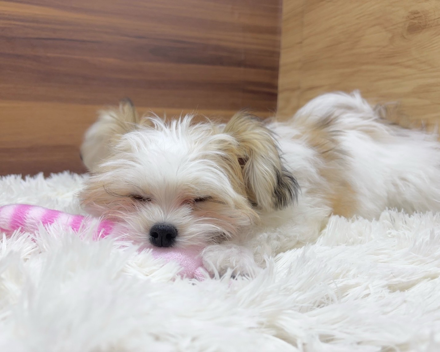 群馬県のハーフ犬・ミックス犬 (かねだいペットトライアル桐生/2025年6月9日生まれ/女の子/ホワイトブラウン)の子犬の1枚目の画像