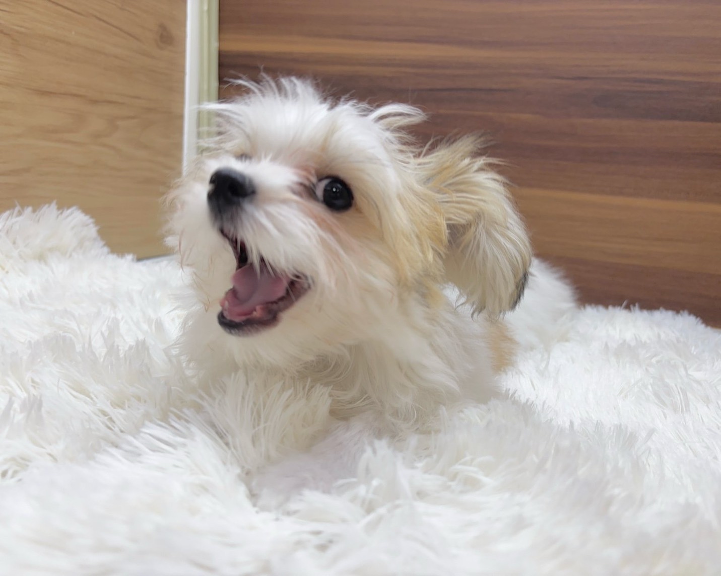 群馬県のハーフ犬・ミックス犬 (かねだいペットトライアル桐生/2025年6月9日生まれ/女の子/ホワイトブラウン)の子犬の2枚目の画像