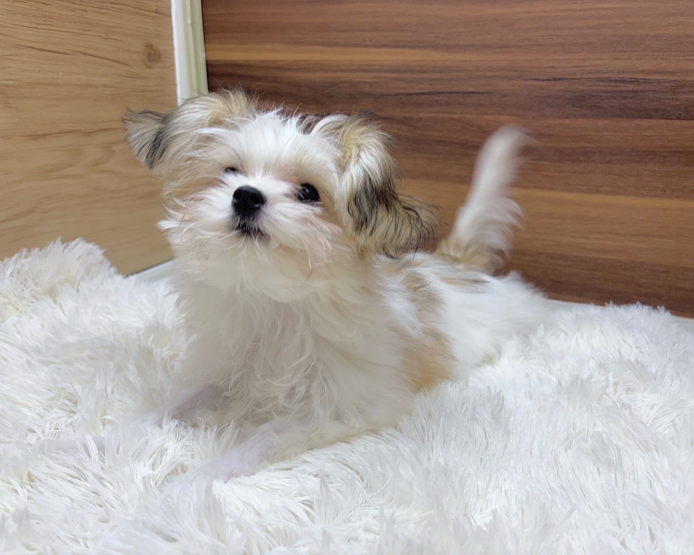 群馬県のハーフ犬・ミックス犬 (かねだいペットトライアル桐生/2025年6月9日生まれ/女の子/ホワイトブラウン)の子犬の3枚目の画像