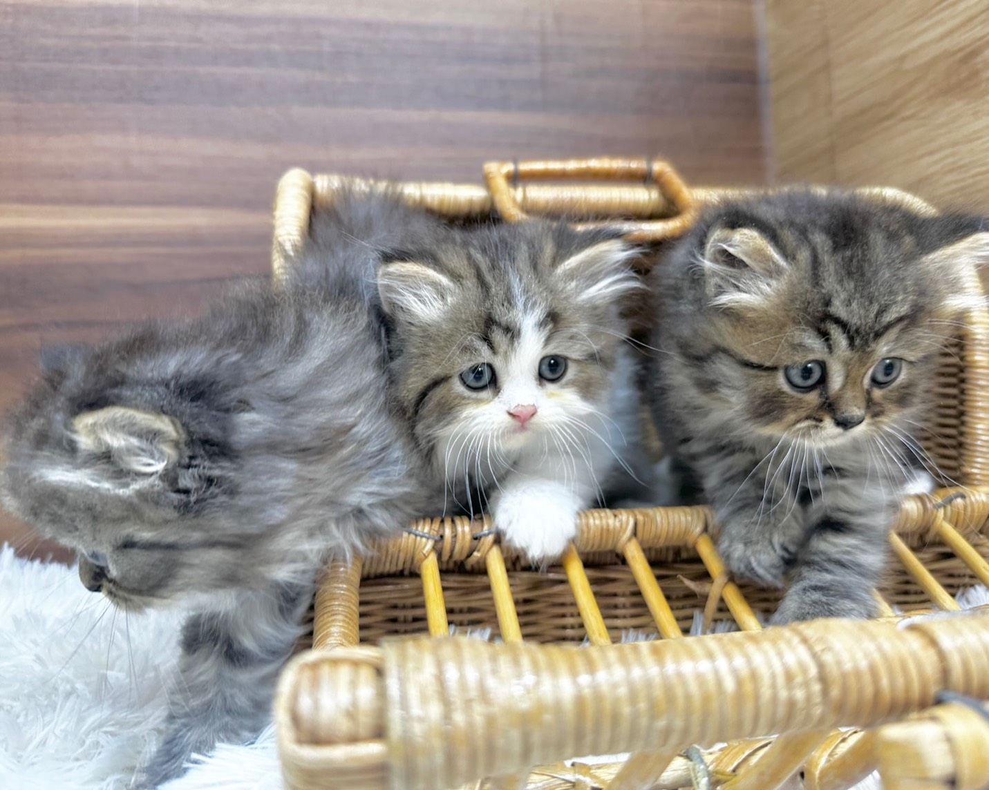 群馬県のハーフ猫・ミックス猫 (かねだいペットトライアル桐生/2025年8月20日生まれ/男の子/ブラウンタビーホワイト)の子猫の4枚目の画像