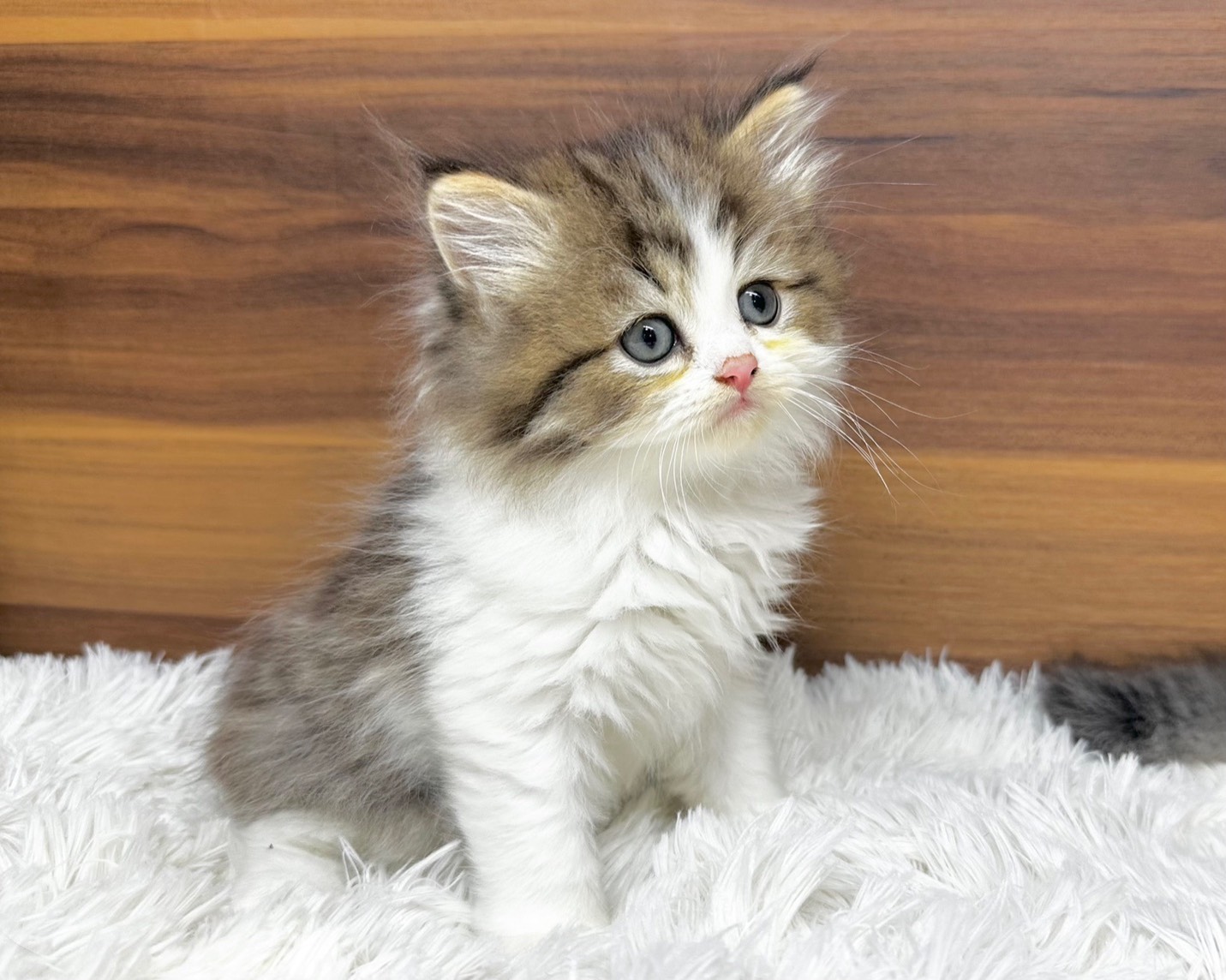 群馬県のハーフ猫・ミックス猫 (かねだいペットトライアル桐生/2025年8月20日生まれ/男の子/ブラウンタビーホワイト)の子猫の3枚目の画像