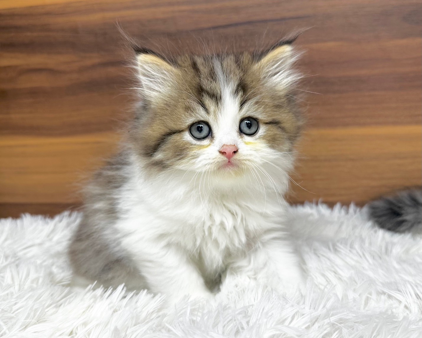 群馬県のハーフ猫・ミックス猫 (かねだいペットトライアル桐生/2025年8月20日生まれ/男の子/ブラウンタビーホワイト)の子猫の1枚目の画像