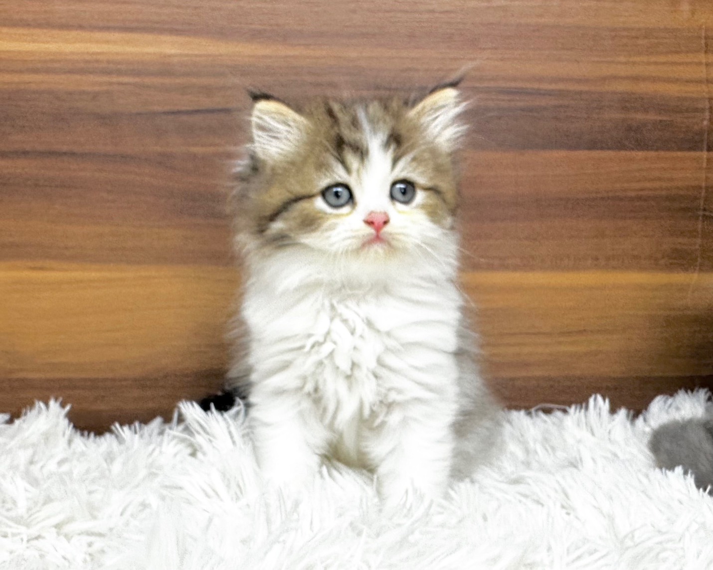 群馬県のハーフ猫・ミックス猫 (かねだいペットトライアル桐生/2025年8月20日生まれ/男の子/ブラウンタビーホワイト)の子猫の2枚目の画像