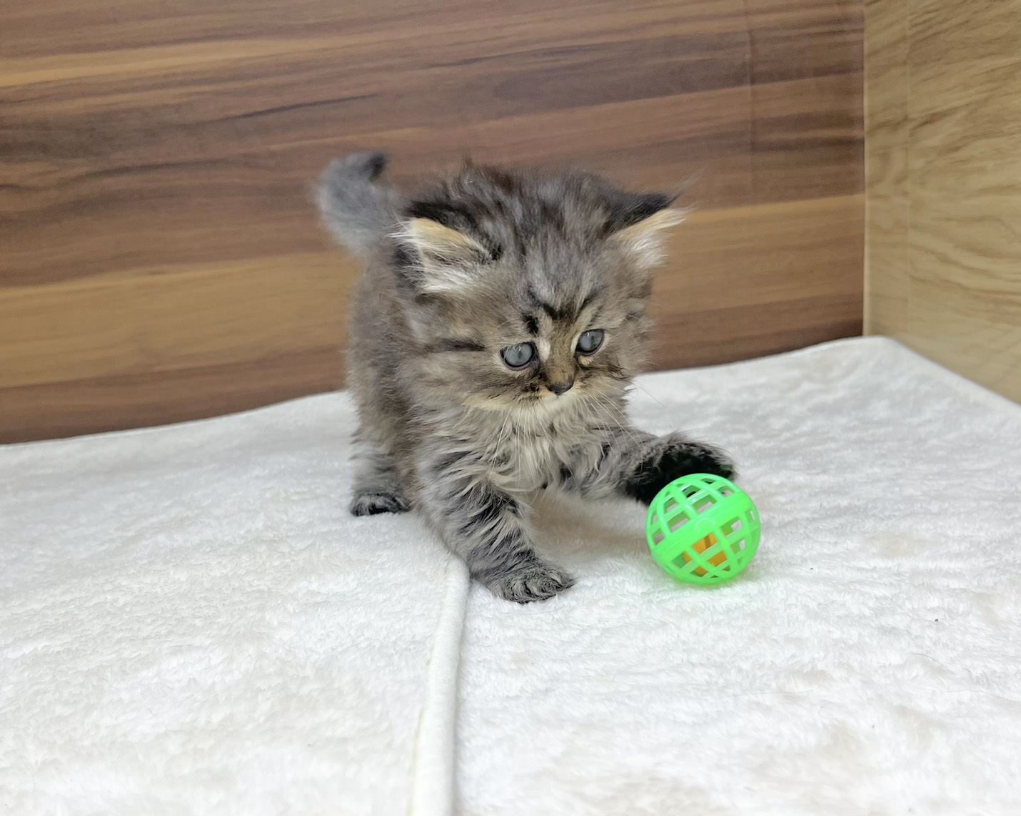群馬県のハーフ猫・ミックス猫 (かねだいペットトライアル桐生/2025年8月20日生まれ/女の子/ブラウンタビー)の子猫の4枚目の画像