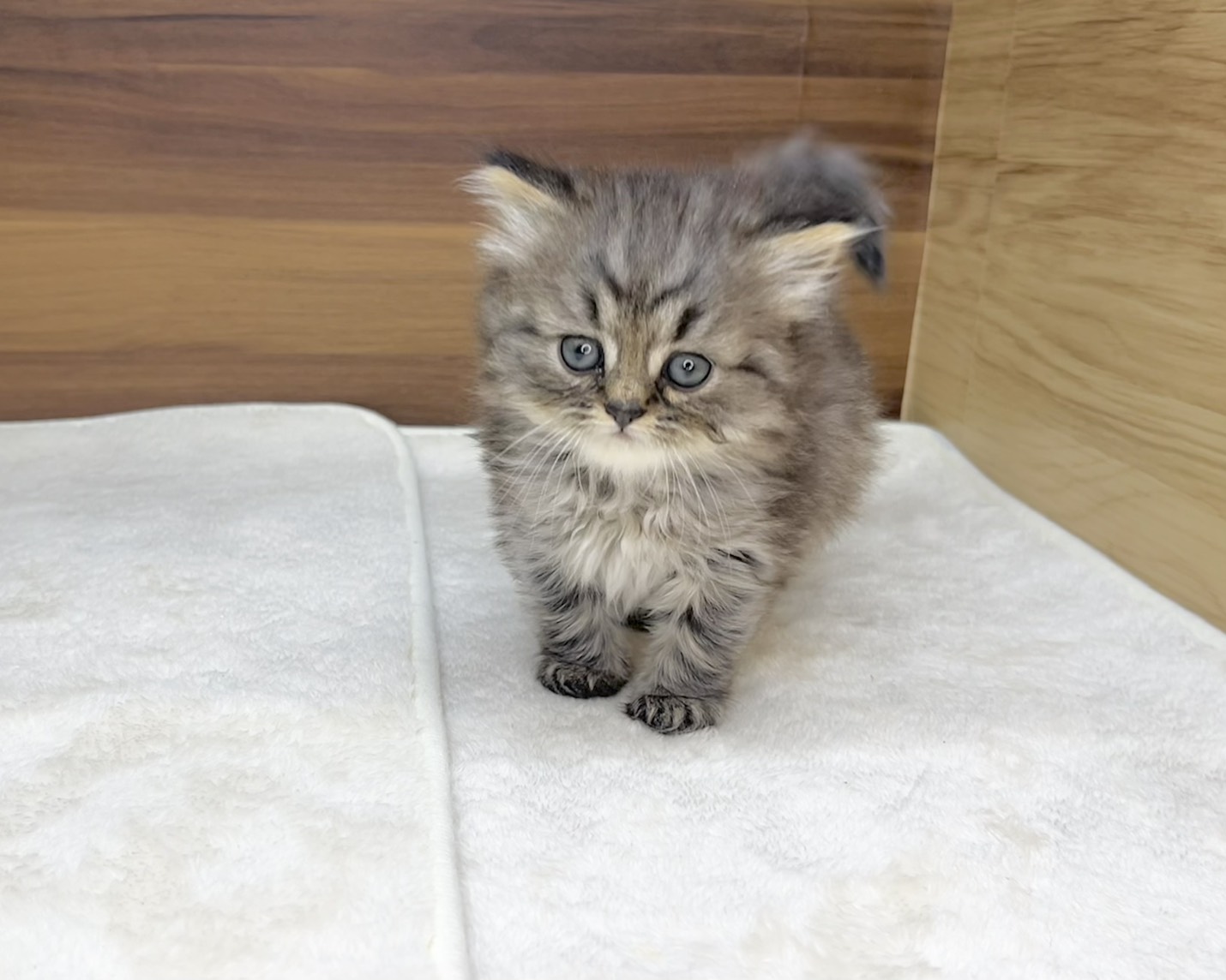 群馬県のハーフ猫・ミックス猫 (かねだいペットトライアル桐生/2025年8月20日生まれ/女の子/ブラウンタビー)の子猫の3枚目の画像