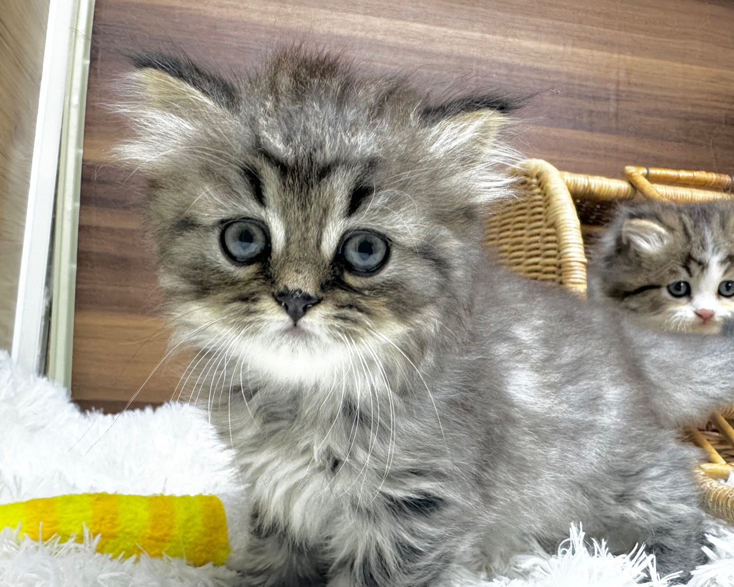 群馬県のハーフ猫・ミックス猫 (かねだいペットトライアル桐生/2025年8月20日生まれ/女の子/ブラウンタビー)の子猫の2枚目の画像