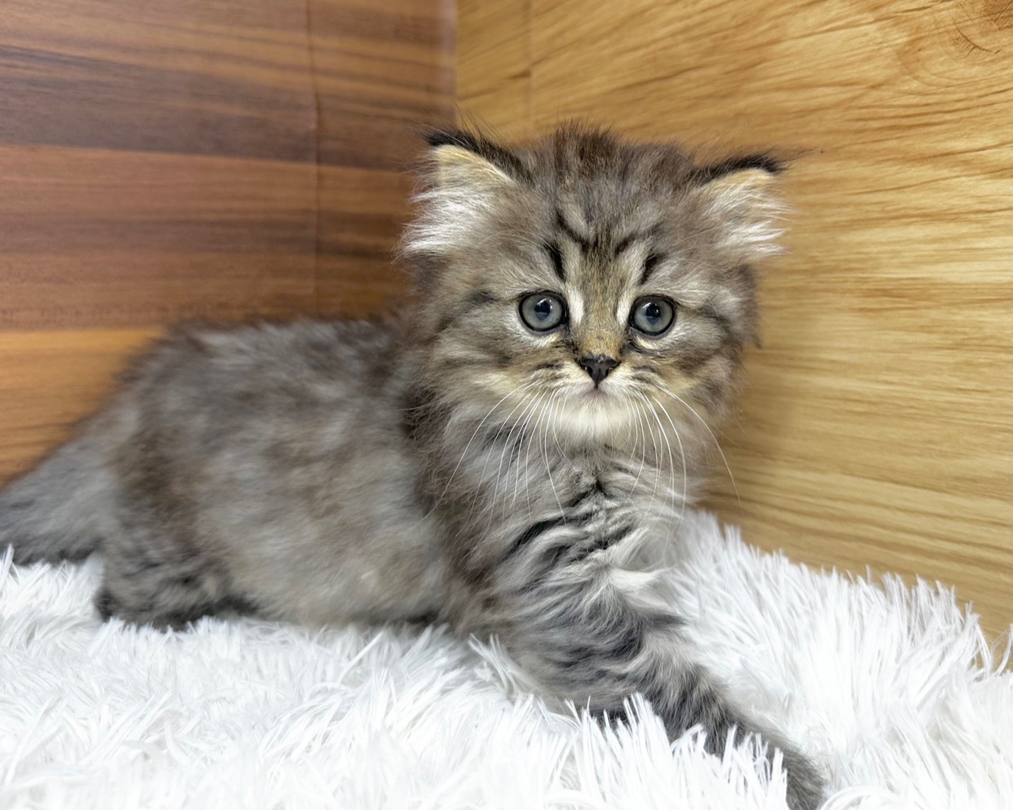 群馬県のハーフ猫・ミックス猫 (かねだいペットトライアル桐生/2025年8月20日生まれ/男の子/ブラウンタビー)の子猫の1枚目の画像