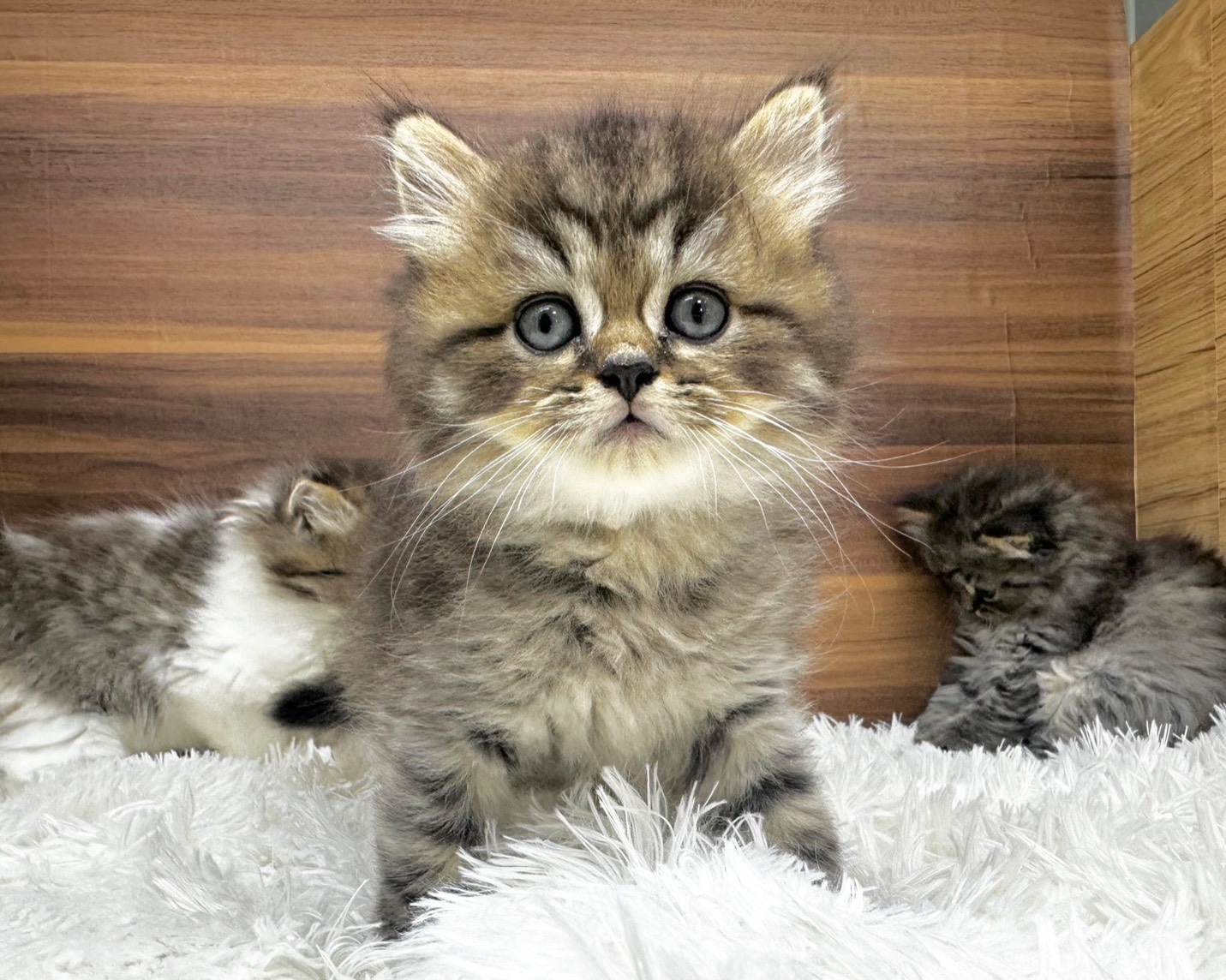 群馬県のハーフ猫・ミックス猫 (かねだいペットトライアル桐生/2025年8月20日生まれ/男の子/ブラウンタビー)の子猫の2枚目の画像