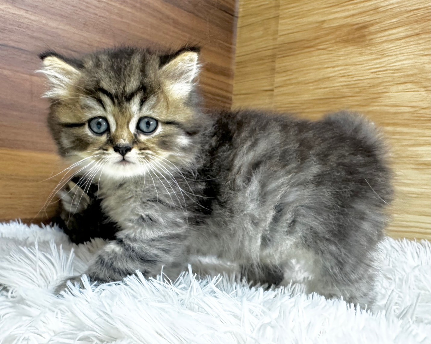 群馬県のハーフ猫・ミックス猫 (かねだいペットトライアル桐生/2025年8月20日生まれ/男の子/ブラウンタビー)の子猫の4枚目の画像