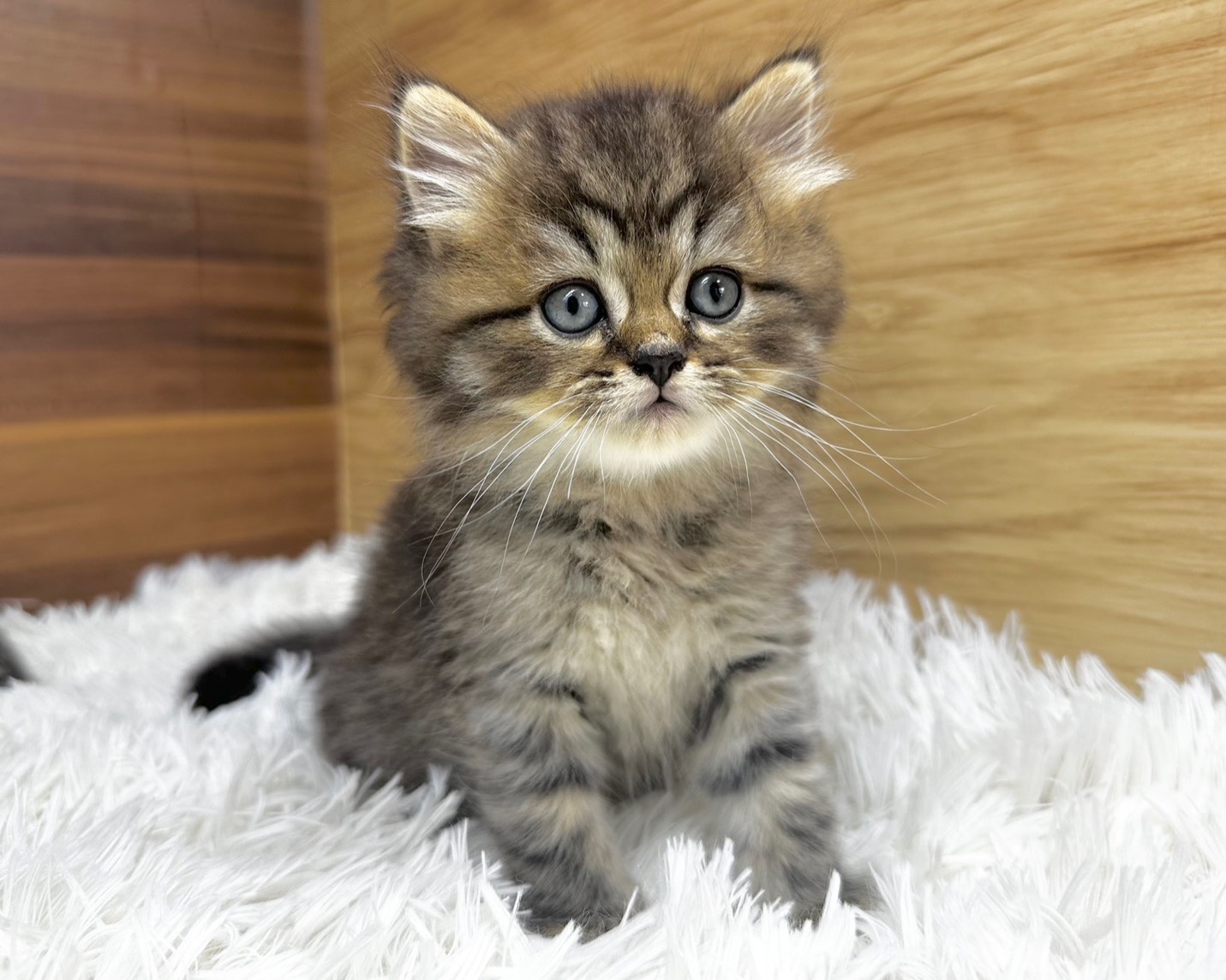 群馬県のハーフ猫・ミックス猫 (かねだいペットトライアル桐生/2025年8月20日生まれ/男の子/ブラウンタビー)の子猫の3枚目の画像