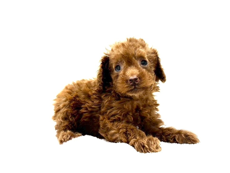 送料込み。今だけ限定スタイ付き♡トイプーちゃん。マズルカット可 価格の安い♡チワプー♂ チワワ×トイプードル / ペットショップ