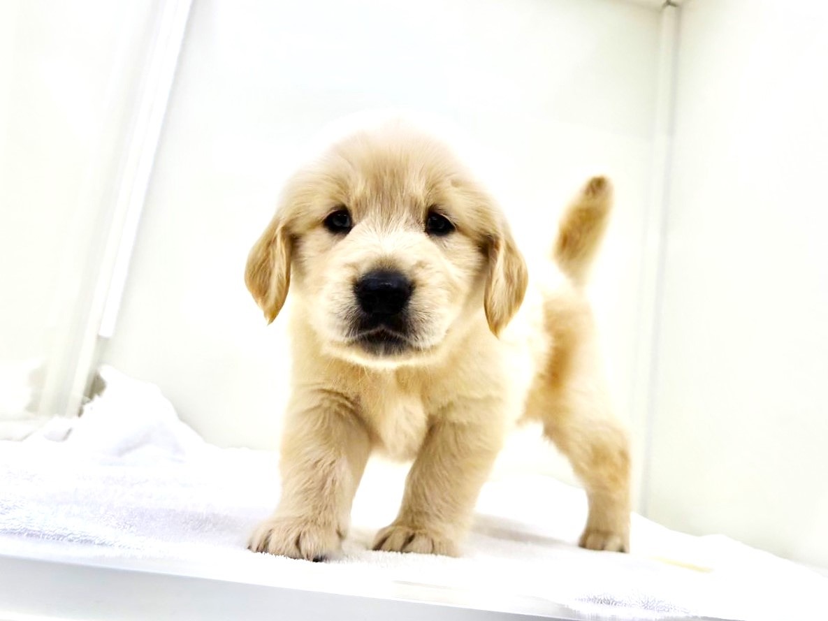 東京都のゴールデンレトリバー (かねだい本町田店/2025年8月8日生まれ/男の子/ゴールデン)の子犬の1枚目の画像