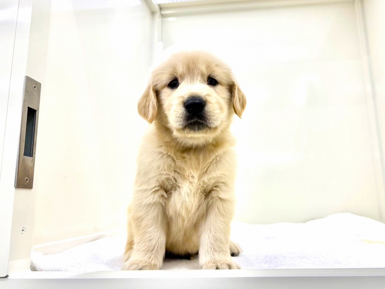 東京都のゴールデンレトリバー (かねだい本町田店/2025年8月8日生まれ/男の子/ゴールデン)の子犬の2枚目の画像