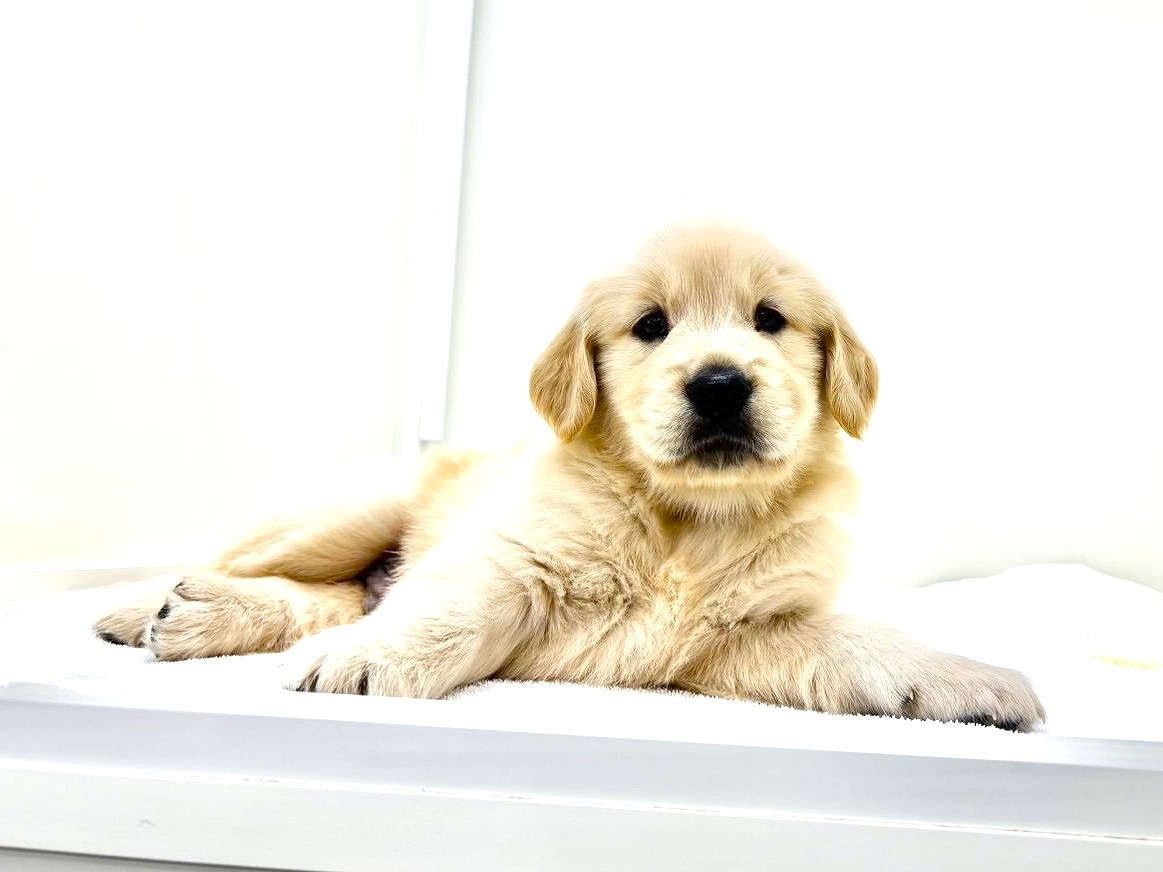 東京都のゴールデンレトリバー (かねだい本町田店/2025年8月8日生まれ/男の子/ゴールデン)の子犬の3枚目の画像