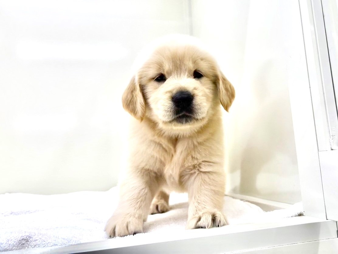 東京都のゴールデンレトリバー (かねだい本町田店/2025年8月8日生まれ/男の子/ゴールデン)の子犬の4枚目の画像