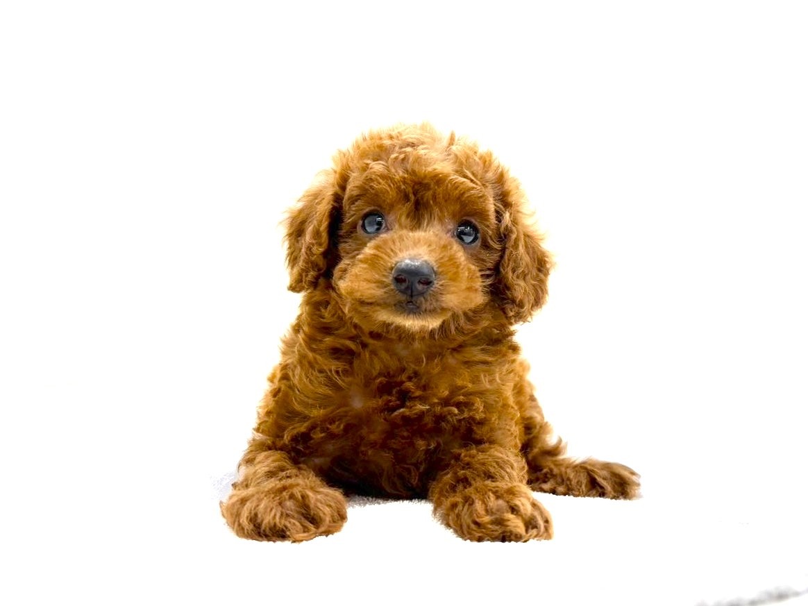 東京都のトイプードル(トイ) (かねだい本町田店/2025年8月10日生まれ/女の子/レッド)の子犬の1枚目の画像