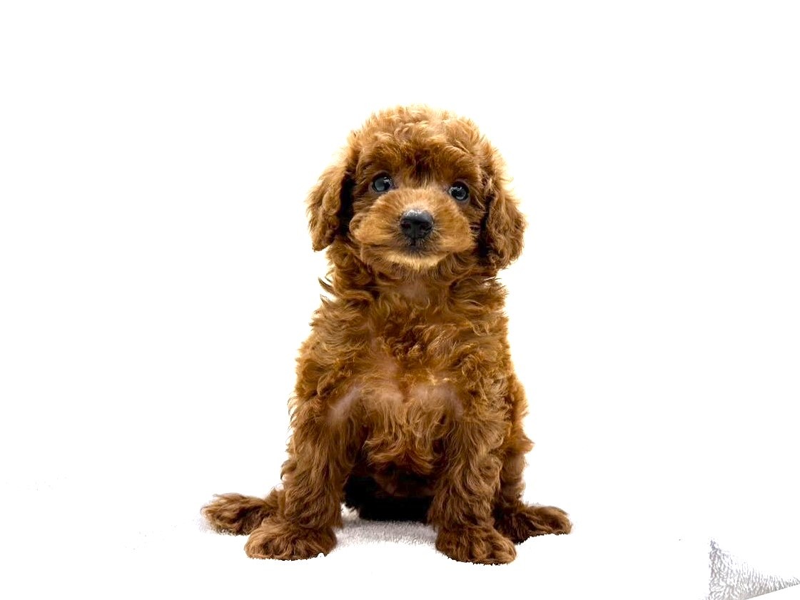 東京都のトイプードル(トイ) (かねだい本町田店/2025年8月10日生まれ/女の子/レッド)の子犬の4枚目の画像