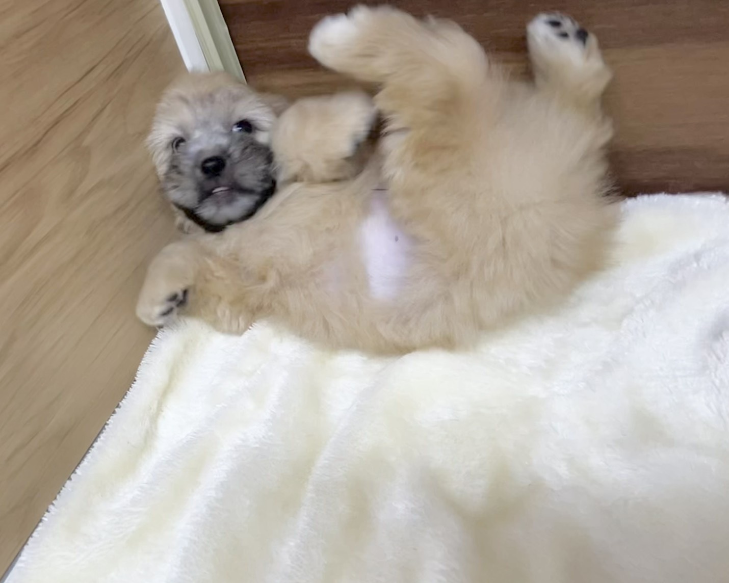 群馬県のハーフ犬・ミックス犬 (かねだいペットトライアル桐生/2025年7月13日生まれ/男の子/ゴールド)の子犬の4枚目の画像