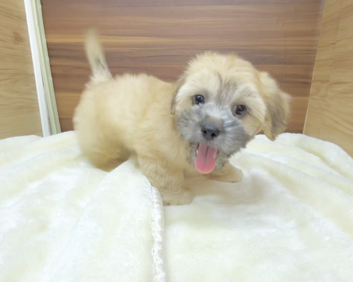 群馬県のハーフ犬・ミックス犬 (かねだいペットトライアル桐生/2025年7月13日生まれ/男の子/ゴールド)の子犬の3枚目の画像