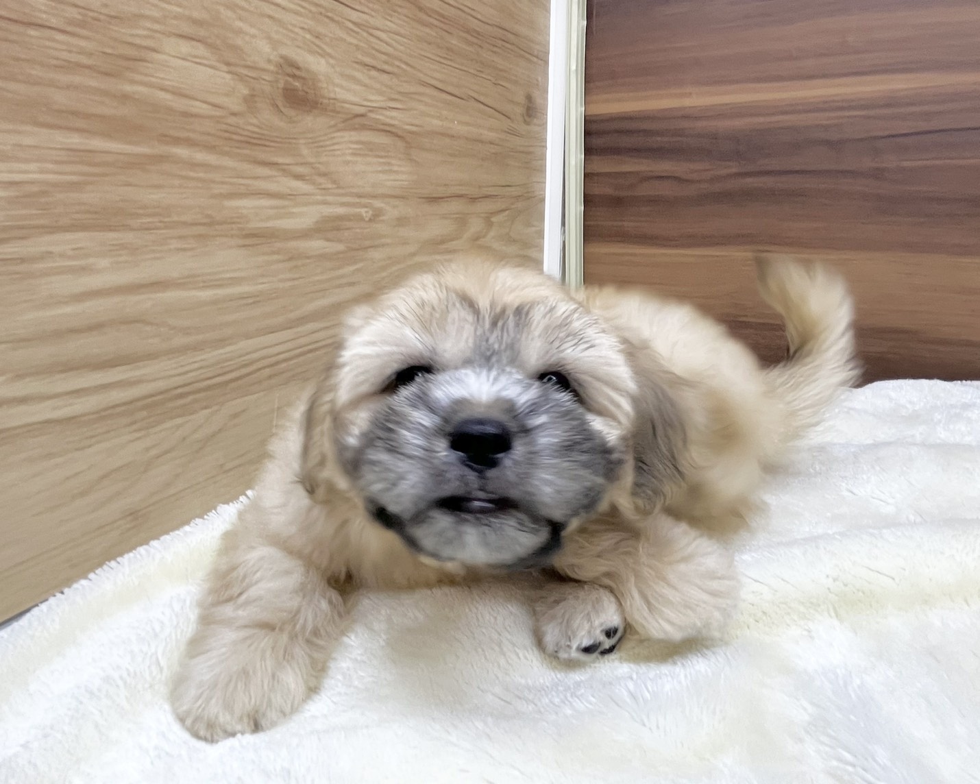 群馬県のハーフ犬・ミックス犬 (かねだいペットトライアル桐生/2025年7月13日生まれ/男の子/ゴールド)の子犬の2枚目の画像