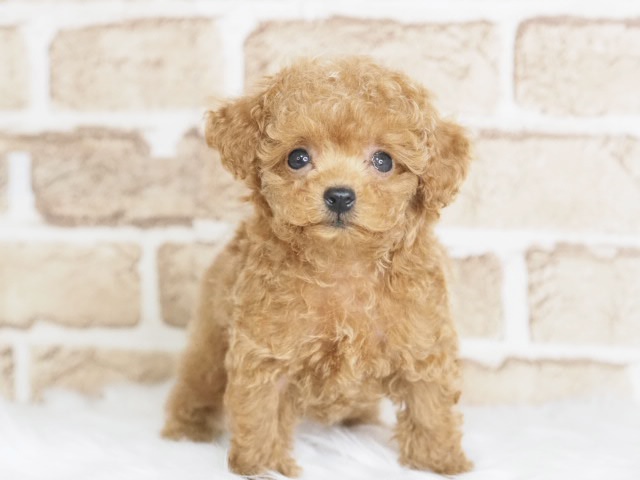 埼玉県のトイプードル(トイ) (かねだい戸田店/2025年8月7日生まれ/男の子/レッド)の子犬