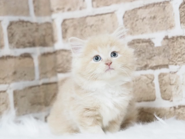 埼玉県のサイベリアン (かねだい戸田店/2025年8月9日生まれ/男の子/クリームタビーホワイト)の子猫