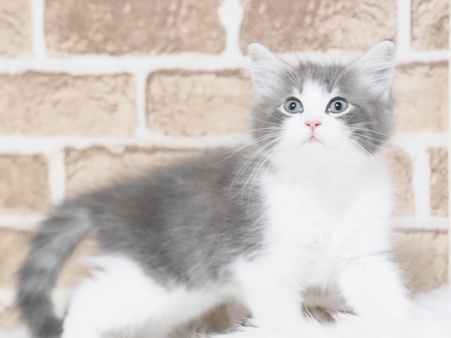 埼玉県のサイベリアン (かねだい戸田店/2025年8月10日生まれ/男の子/ブルータビーホワイト)の子猫の2枚目の画像