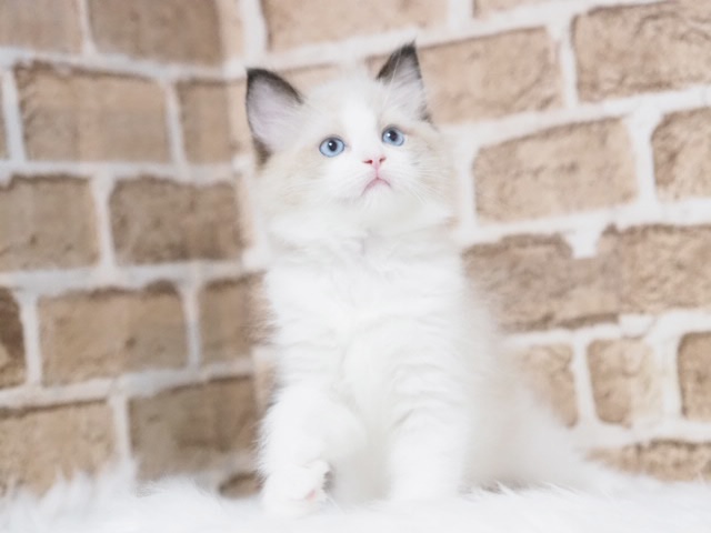 埼玉県のラグドール (かねだい戸田店/2025年8月4日生まれ/女の子/シールポイントバイカラー)の子猫