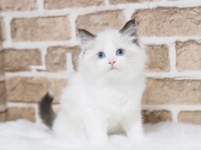 埼玉県のラグドール (かねだい戸田店/2025年8月4日生まれ/男の子/シールポイントバイカラー)の子猫の1枚目の画像