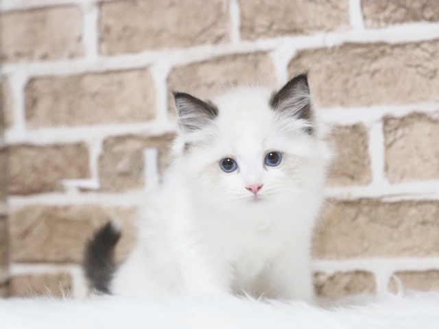 埼玉県のラグドール (かねだい戸田店/2025年8月4日生まれ/男の子/シールポイントバイカラー)の子猫の2枚目の画像