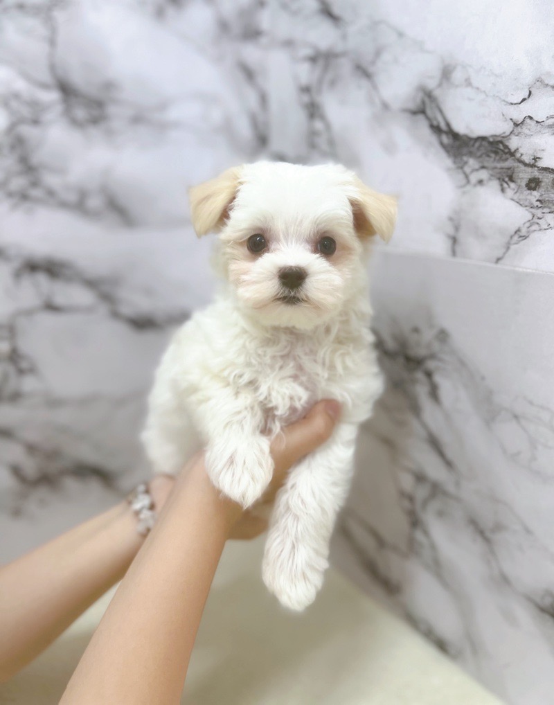 神奈川県のマルチーズ (かねだい東戸塚店/2025年8月7日生まれ/女の子/ホワイト)の子犬の1枚目の画像