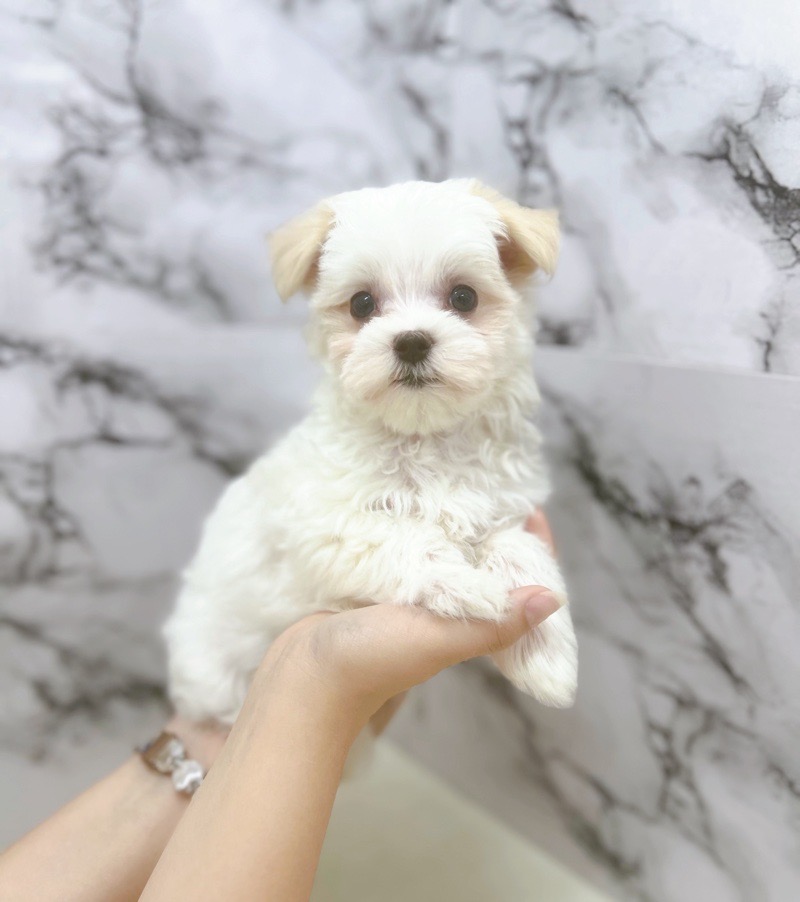 神奈川県のマルチーズ (かねだい東戸塚店/2025年8月7日生まれ/女の子/ホワイト)の子犬の2枚目の画像
