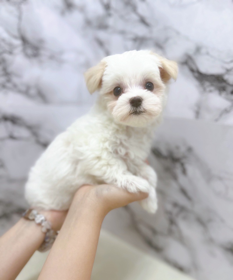 神奈川県のマルチーズ (かねだい東戸塚店/2025年8月7日生まれ/女の子/ホワイト)の子犬の3枚目の画像
