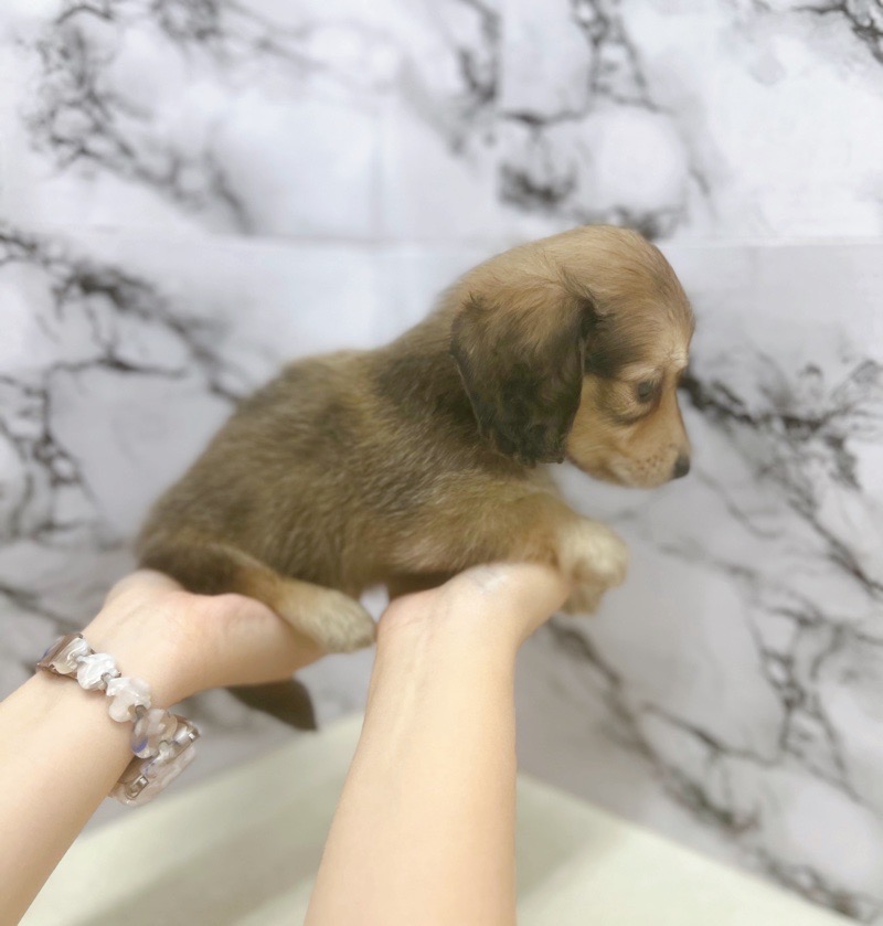 神奈川県のミニチュアダックスフンド(ロング) (かねだい東戸塚店/2025年8月10日生まれ/男の子/シェーデットイエロー)の子犬の3枚目の画像