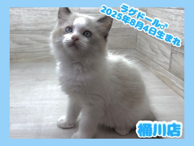 埼玉県のラグドール (かねだい桶川店/2025年8月4日生まれ/男の子/シールポイントバイカラー)の子猫の1枚目の画像