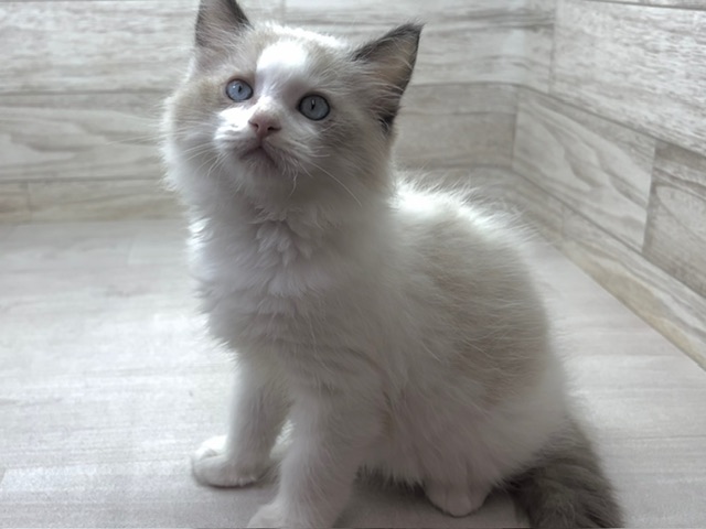 埼玉県のラグドール (かねだい桶川店/2025年8月4日生まれ/男の子/シールポイントバイカラー)の子猫の2枚目の画像