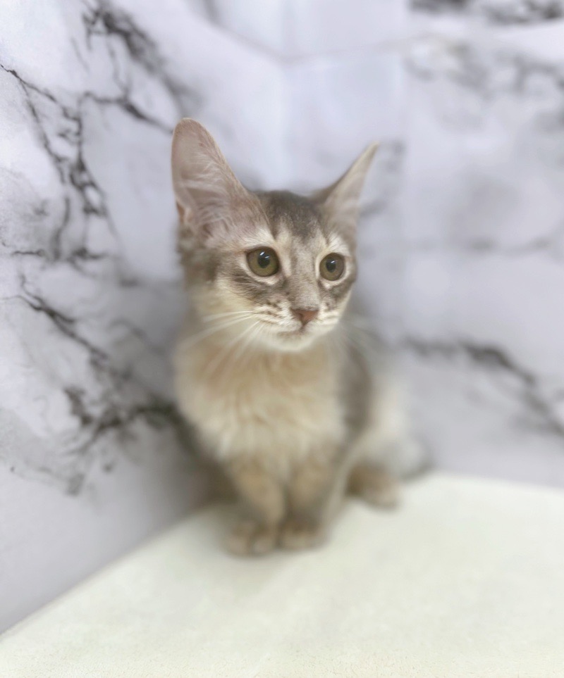 神奈川県のソマリ (かねだい東戸塚店/2025年8月9日生まれ/男の子/ブルー)の子猫の3枚目の画像