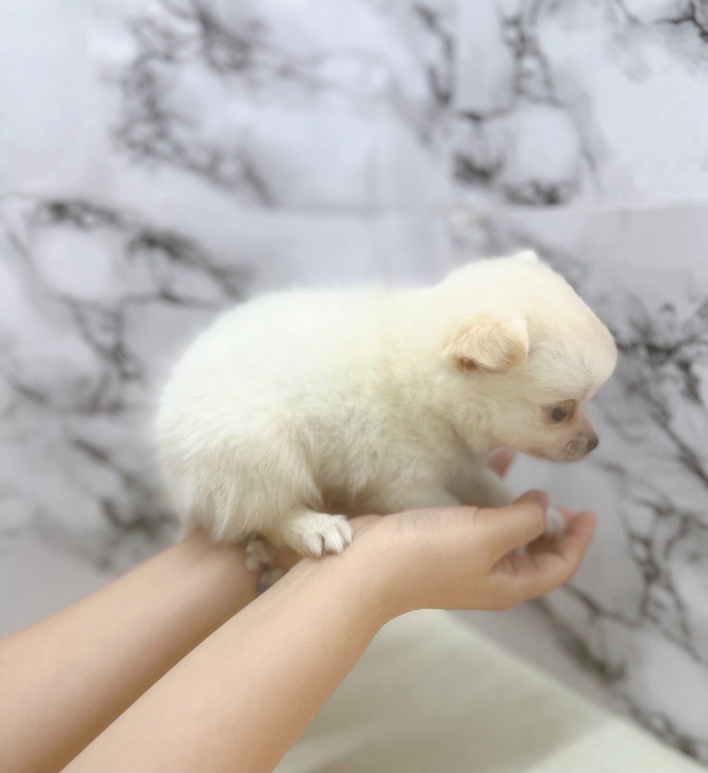 神奈川県のチワワ(ロング) (かねだい東戸塚店/2025年8月7日生まれ/男の子/ホワイトクリーム)の子犬の4枚目の画像