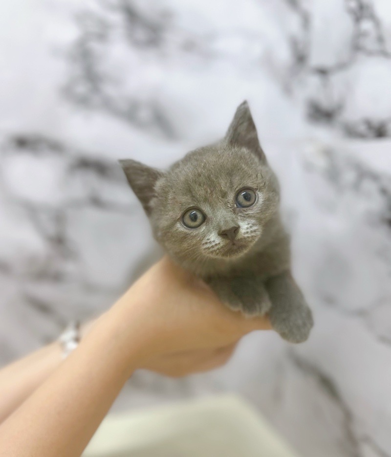 神奈川県のブリティッシュショートヘアー (かねだい東戸塚店/2025年8月9日生まれ/男の子/ブルー)の子猫の1枚目の画像