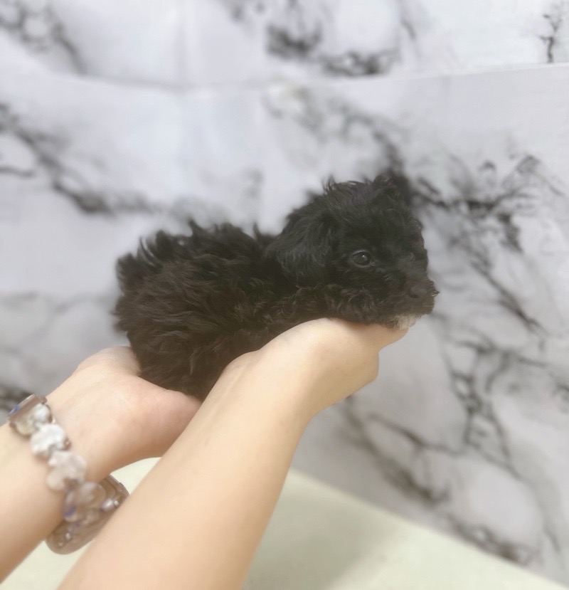 神奈川県のビションプー(ビションフリーゼ×プードル) (かねだい東戸塚店/2025年8月9日生まれ/女の子/ブラック)の子犬の3枚目の画像