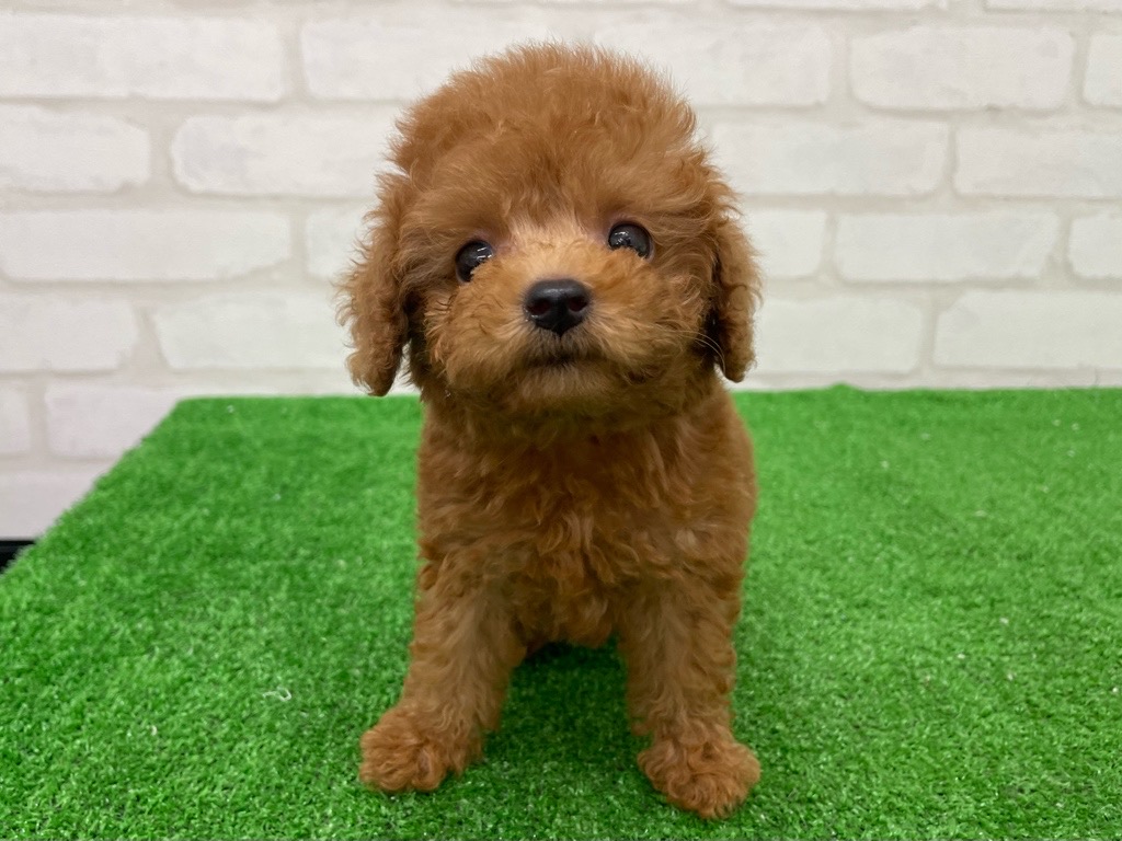 東京都のトイプードル(トイ) (かねだい立川店/2025年8月8日生まれ/男の子/レッド)の子犬