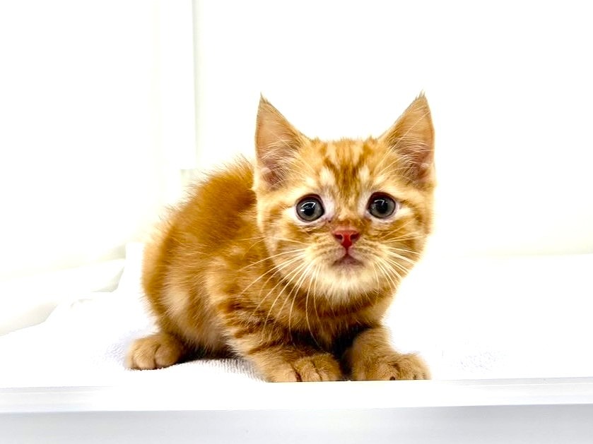 価格の安いお手頃価格のキュートな猫ちゃん大集合 / ペット
