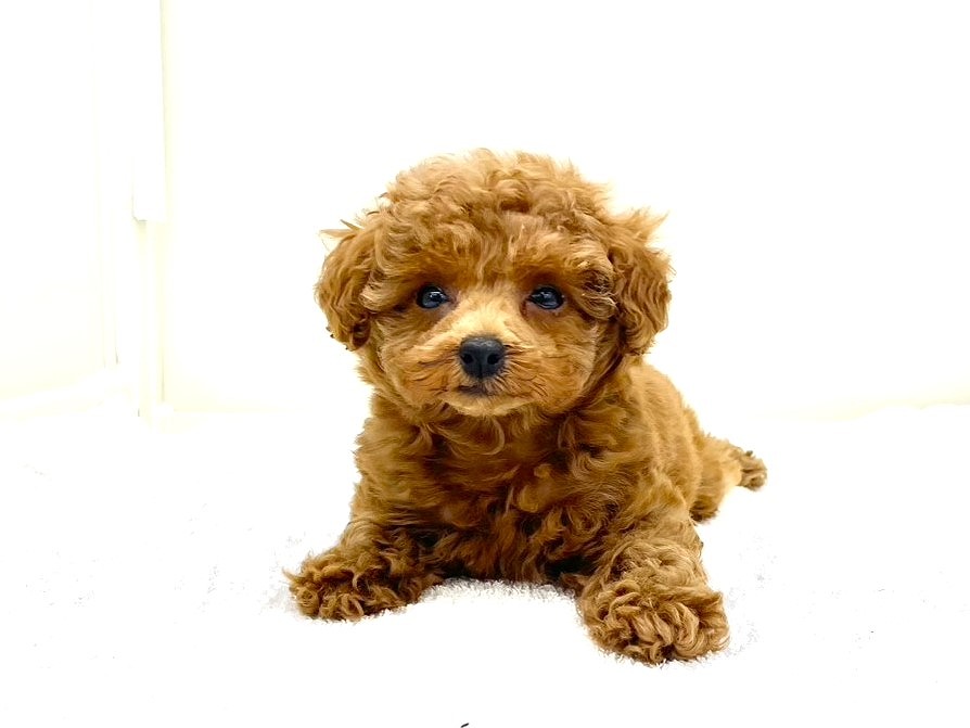 東京都のトイプードル(トイ) (かねだい本町田店/2025年8月10日生まれ/女の子/レッド)の子犬の1枚目の画像