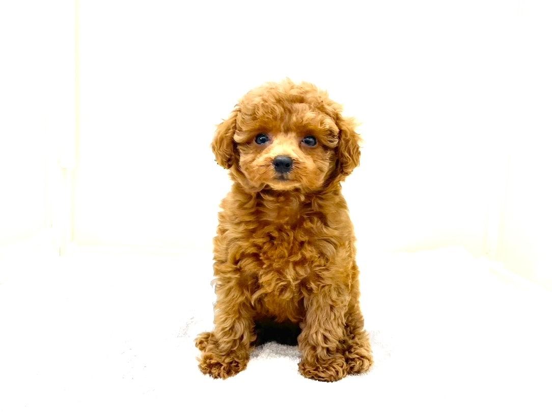 東京都のトイプードル(トイ) (かねだい本町田店/2025年8月10日生まれ/女の子/レッド)の子犬の2枚目の画像
