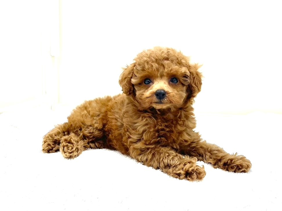 東京都のトイプードル(トイ) (かねだい本町田店/2025年8月10日生まれ/女の子/レッド)の子犬の4枚目の画像