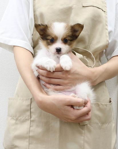 神奈川県のハーフ犬・ミックス犬 (かねだい伊勢原店/2025年8月10日生まれ/女の子/ホワイトレッド)の子犬