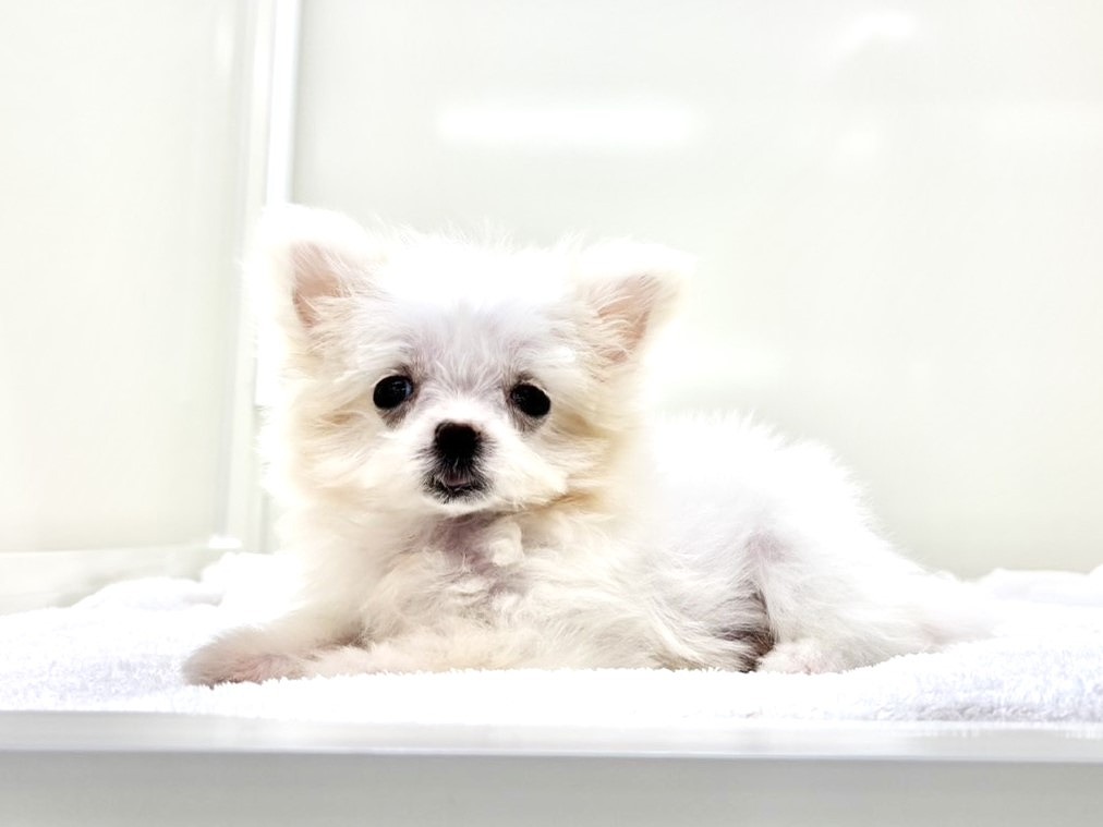 東京都のＭＩＸ犬　マルポメ (かねだい本町田店/2025年8月1日生まれ/女の子/クリーム)の子犬の1枚目の画像
