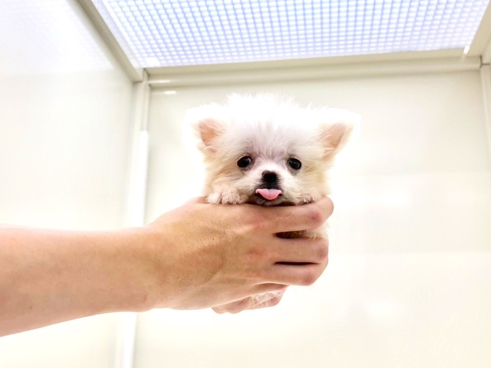 東京都のＭＩＸ犬　マルポメ (かねだい本町田店/2025年8月1日生まれ/女の子/クリーム)の子犬の2枚目の画像