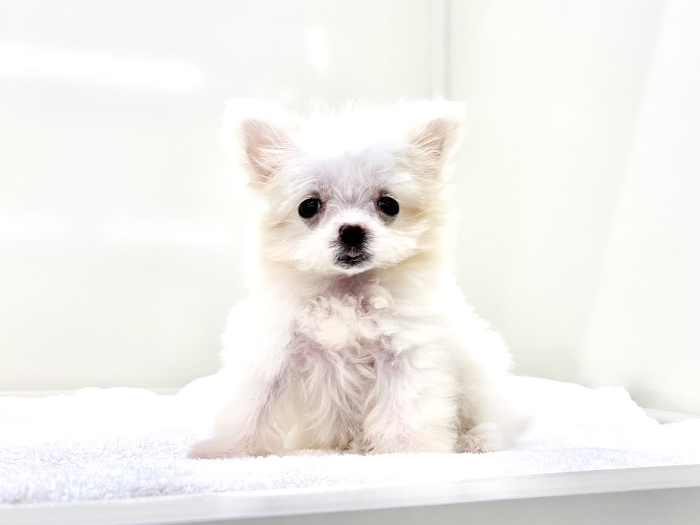 東京都のＭＩＸ犬　マルポメ (かねだい本町田店/2025年8月1日生まれ/女の子/クリーム)の子犬の3枚目の画像